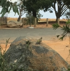 Psephotus haematonotus at Belconnen, ACT - 23 Jan 2017