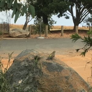 Psephotus haematonotus at Belconnen, ACT - 23 Jan 2017 09:04 PM