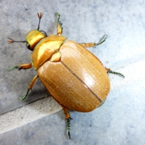 Anoplognathus brunnipennis at Reid, ACT - 9 Jan 2017