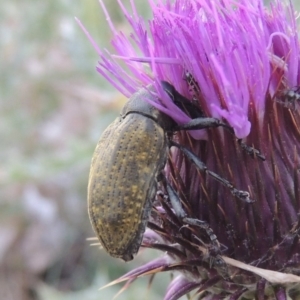 Larinus latus at Paddys River, ACT - 22 Jan 2017