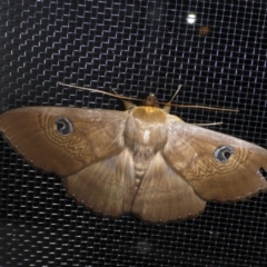 Dasypodia selenophora (Southern old lady moth) at Reid, ACT - 20 Jan 2017 by JanetRussell