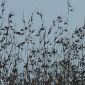 Themeda triandra at Pine Island to Point Hut - 10 Dec 2016