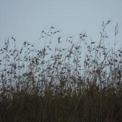 Themeda triandra at Pine Island to Point Hut - 10 Dec 2016 08:33 PM