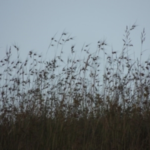 Themeda triandra at Pine Island to Point Hut - 10 Dec 2016