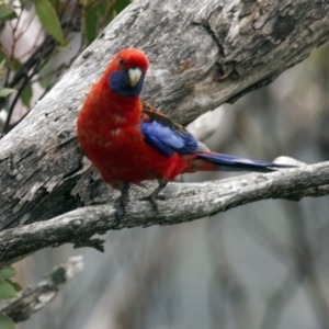 Platycercus elegans at Mount Clear, ACT - 13 Nov 2015