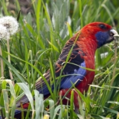 Platycercus elegans at Mount Clear, ACT - 13 Nov 2015