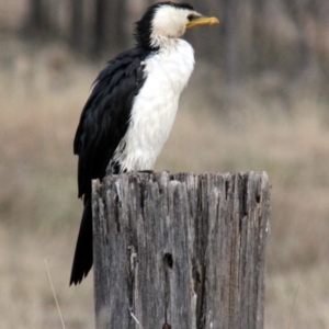 Microcarbo melanoleucos at Gordon, ACT - 5 Jul 2015