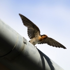 Hirundo neoxena (Welcome Swallow) at Namadgi National Park - 27 Nov 2015 by Alison Milton