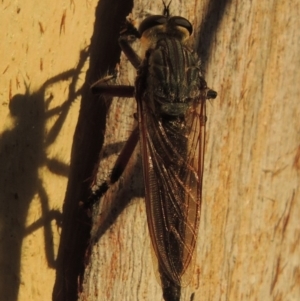 Neoaratus hercules at Greenway, ACT - 21 Dec 2016 08:11 PM