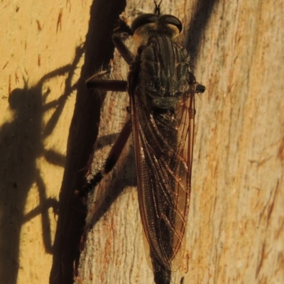 Neoaratus hercules (Herculean Robber Fly) at Greenway, ACT - 21 Dec 2016 by MichaelBedingfield