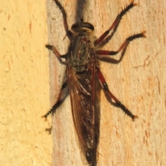 Neoaratus hercules at Greenway, ACT - 21 Dec 2016 08:11 PM