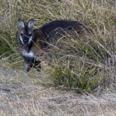 Notamacropus rufogriseus (Red-necked Wallaby) at Namadgi National Park - 5 Jul 2015 by Alison Milton