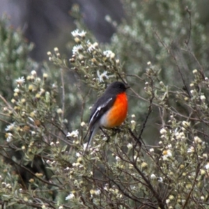 Petroica phoenicea at Kosciuszko National Park, NSW - 13 Nov 2015 06:05 PM