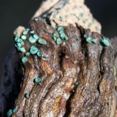 Chlorociboria (An elfcup fungus) at Mount Clear, ACT - 5 Jul 2015 by Alison Milton