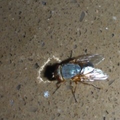 Calliphora augur (Lesser brown or Blue-bodied blowfly) at Reid, ACT - 21 Jan 2017 by JanetRussell