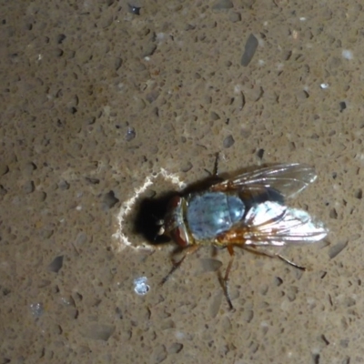 Calliphora augur (Lesser brown or Blue-bodied blowfly) at Reid, ACT - 21 Jan 2017 by JanetRussell