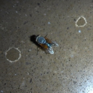 Calliphora augur at Reid, ACT - 21 Jan 2017 04:27 PM