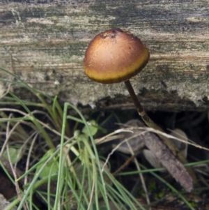 zz agaric (stem; gills white/cream) at Cotter River, ACT - 17 May 2014 11:15 AM