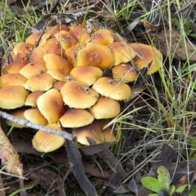 Hypholoma sp. (Hypholoma) at Paddys River, ACT - 17 May 2014 by Alison Milton