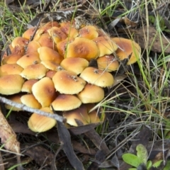 Hypholoma sp. (Hypholoma) at Paddys River, ACT - 17 May 2014 by Alison Milton