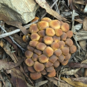 Hypholoma sp. at Tennent, ACT - 17 May 2014 02:37 PM