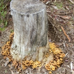 Hypholoma sp. (Hypholoma) at Cotter River, ACT - 17 May 2014 by Alison Milton