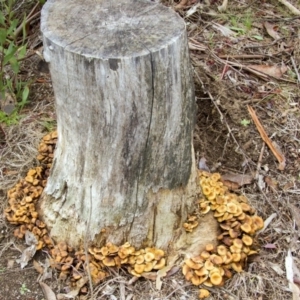 Hypholoma sp. at Cotter River, ACT - 17 May 2014