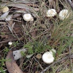 Unverified at Namadgi National Park - 17 May 2014 by AlisonMilton