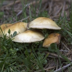 zz agaric (stem; gills white/cream) at Mount Clear, ACT - 13 Nov 2015 by Alison Milton