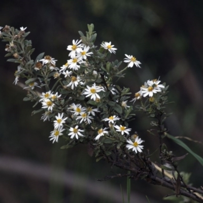 Olearia (genus) at Kosciuszko National Park, NSW - 13 Nov 2015 by AlisonMilton