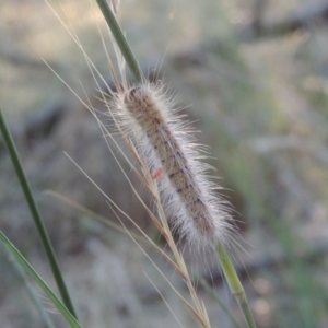 Thaumetopoeinae (subfamily) at Greenway, ACT - 21 Dec 2016 07:43 PM