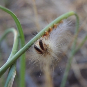 Thaumetopoeinae (subfamily) at Greenway, ACT - 21 Dec 2016