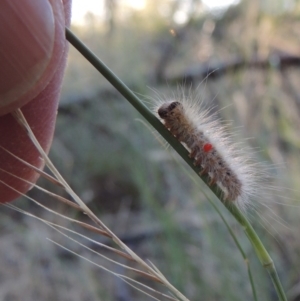 Thaumetopoeinae (subfamily) at Greenway, ACT - 21 Dec 2016 07:43 PM