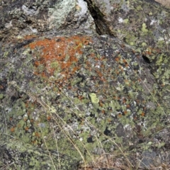 Unverified at Namadgi National Park - 5 Jul 2015 by AlisonMilton
