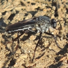 Apothechyla sp. (genus) (Robber fly) at Greenway, ACT - 21 Dec 2016 by MichaelBedingfield