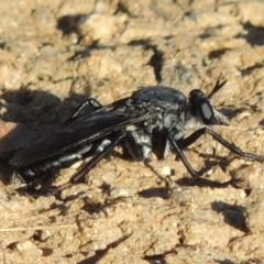 Apothechyla sp. (genus) at Greenway, ACT - 21 Dec 2016