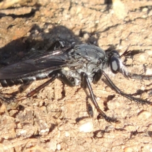 Apothechyla sp. (genus) at Greenway, ACT - 21 Dec 2016