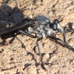 Apothechyla sp. (genus) at Greenway, ACT - 21 Dec 2016 07:08 PM