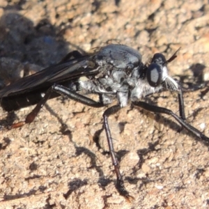 Apothechyla sp. (genus) at Greenway, ACT - 21 Dec 2016 07:08 PM