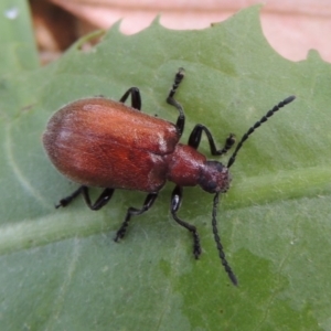 Ecnolagria grandis at Conder, ACT - 17 Dec 2016 10:06 AM