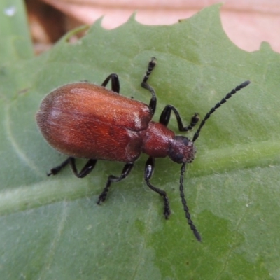 Ecnolagria grandis (Honeybrown beetle) at Pollinator-friendly garden Conder - 16 Dec 2016 by michaelb