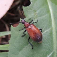 Ecnolagria grandis at Conder, ACT - 17 Dec 2016