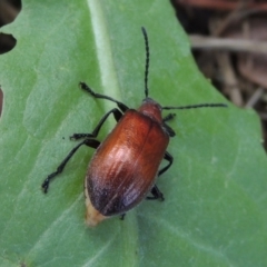 Ecnolagria grandis at Conder, ACT - 17 Dec 2016 10:06 AM