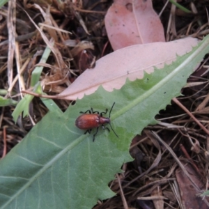 Ecnolagria grandis at Conder, ACT - 17 Dec 2016 10:06 AM