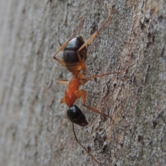 Camponotus consobrinus (Banded sugar ant) at Conder, ACT - 18 Dec 2016 by michaelb