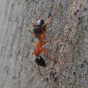 Camponotus consobrinus at Conder, ACT - 19 Dec 2016 07:38 AM