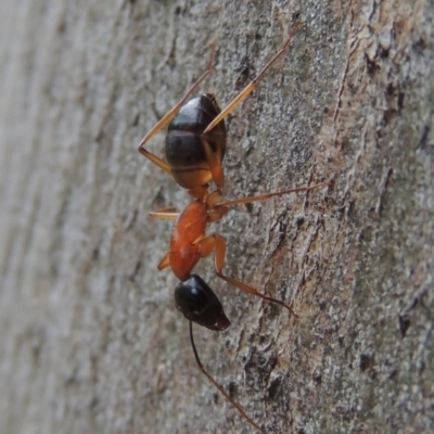 Camponotus consobrinus (Banded sugar ant) at Pollinator-friendly garden Conder - 18 Dec 2016 by michaelb