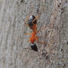 Camponotus consobrinus at Conder, ACT - 19 Dec 2016 07:38 AM