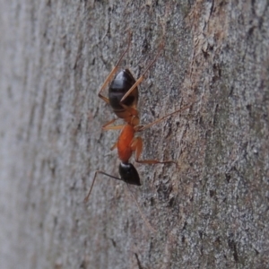 Camponotus consobrinus at Conder, ACT - 19 Dec 2016 07:38 AM