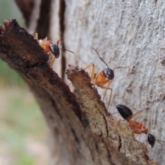 Camponotus consobrinus at Conder, ACT - 19 Dec 2016 07:38 AM